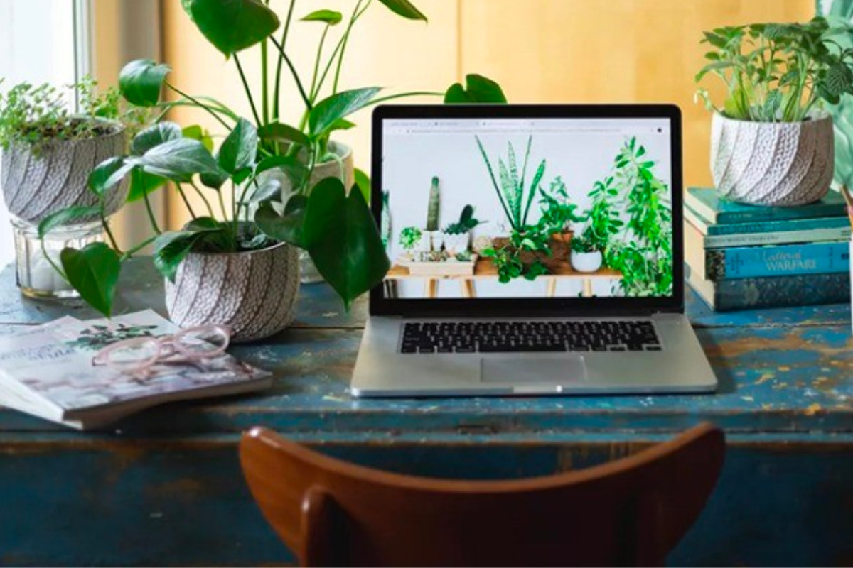 c&acirc;y để b&agrave;n l&agrave;m việc văn ph&ograve;ng