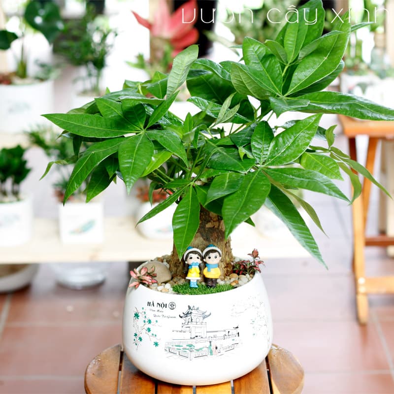 c&acirc;y kim ng&acirc;n để b&agrave;n l&agrave;m việc