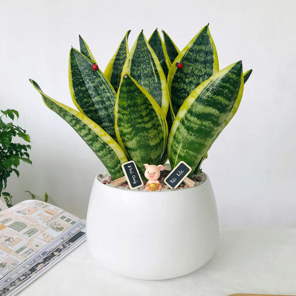 c&acirc;y lưỡi hổ để b&agrave;n văn ph&ograve;ng