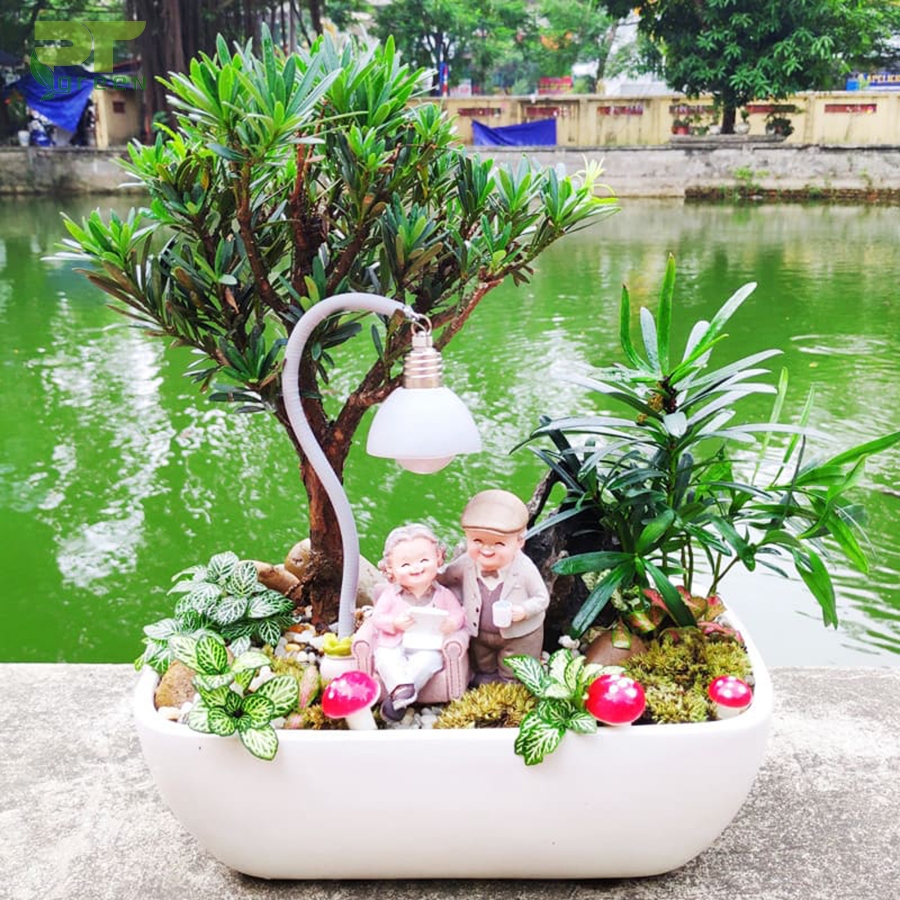 c&acirc;y t&ugrave;ng la h&aacute;n để bản văn ph&ograve;ng