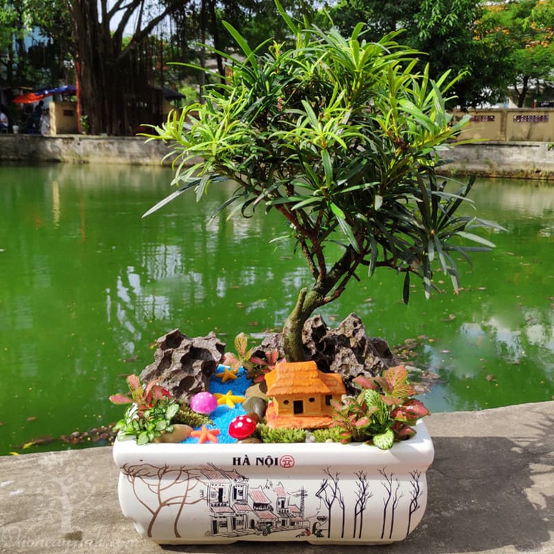 c&acirc;y t&ugrave;ng la h&aacute;n văn ph&ograve;ng